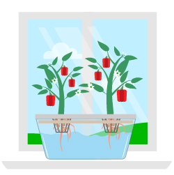 Как правильно выращивать гидропонику в домашних условиях и зачем это делать?. Часть II